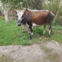 گاو  ۷ ماه آبستن وورزای گوشتی ورزای چالوسی