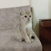 توله ماده دبل فولد گلد