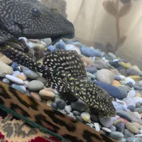 اکواریوم توضیحات خوانده شود