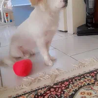 گمشده یا ربوده شده