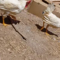 خروس سفید ۶۰۰تومن