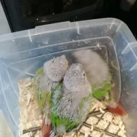 فروش فوری|پرنده|جوادآباد, |دیوار