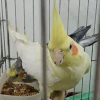 یک جفت عروس هلندی نروماده