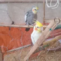 عروس هلندی نر وماده بالغ