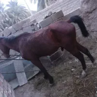 اسب نریان|اسب و تجهیزات اسب‌سواری|بم, |دیوار