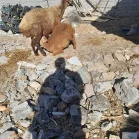 گوسفندباگوساله نر|حیوانات مزرعه|هیر, |دیوار