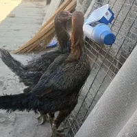 مرغ لاری اصیل|حیوانات مزرعه|مشهد, چهارچشمه|دیوار