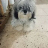 شیتزو پشمالو نر