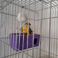 جوجه گرینچیک|پرنده|قدس, شهرقدس|دیوار