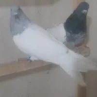 کفتر|پرنده|مرند, |دیوار