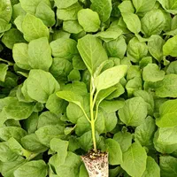 نشا گوجه فلفل بادمجان کرفس و...|خدمات باغبانی و درختکاری|مرودشت, تخت جمشید|دیوار