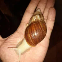 حلزون آلبینو جد