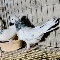 شیخ ابری کبوتر|پرنده|بندر ماهشهر, |دیوار