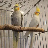 طوطی عروس مولد