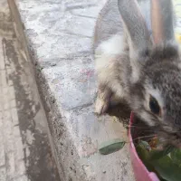 خرگوش شاداب و بازی گوش|موش و خرگوش|تبریز, |دیوار