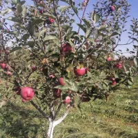 فروش باغ نقلی با صفا|فروش دفتر صنعتی، کشاورزی، تجاری|اهر, |دیوار