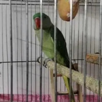 شاه طوطی|پرنده|قرچک, زیبا شهر|دیوار