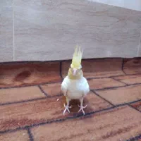 عروس هلندی وکوطوله|پرنده|آشتیان, |دیوار