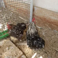 مرغ و خروس کوشین