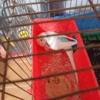 پرنده|پرنده|یزد, |دیوار