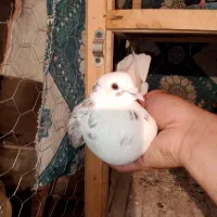 3عدد کبوتر زوردار|پرنده|سرپل ذهاب, |دیوار