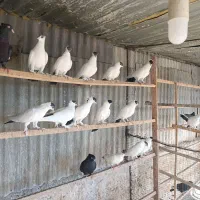 کبوتر هملت