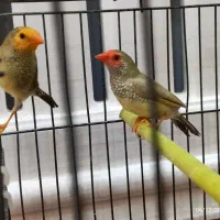 جفت ستاره ای و گلدین و یاسمین|پرنده|الوند, |دیوار