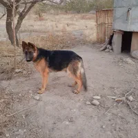 سگ ژرمن شیپرد اصیل
