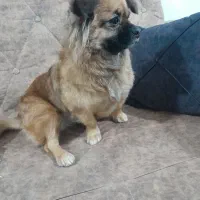 فروش پیکینیز قهوه ای