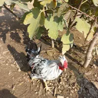 خروس  محلی|حیوانات مزرعه|هشتگرد, خور|دیوار