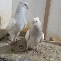 دمسفید،سینه،کله