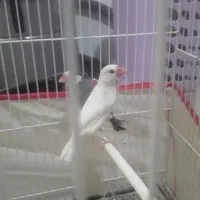 فنچ نرگسی مولد|پرنده|کاشمر, |دیوار