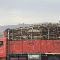 خرید و فروش چوب|خدمات باغبانی و درختکاری|تویسرکان, |دیوار