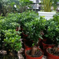 هدیه روز زن و مادر تحویل درب منزل