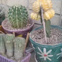 فروش ویژه کاکتوس مناسب هدیه|گل و گیاه طبیعی|شیراز, لاله|دیوار