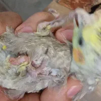 عروس هلندی ماده|پرنده|گلبهار, شهر جدید گلبهار|دیوار