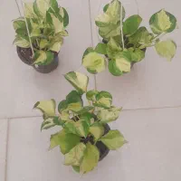 پلاتینیوم.منجولا.گلخونه.بیلیتای|گل و گیاه طبیعی|مشهد, حسابی جنوبی (شهرک غرب)|دیوار