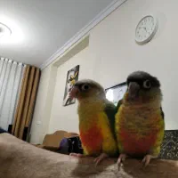 گرینچیک دستی|پرنده|تهران, افسریه جنوبی|دیوار