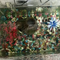 اکواریوم با ماهی گوپی|ماهی|تبریز, |دیوار