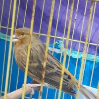 پرنده قناری آماده و بخوان|پرنده|رشت, حافظ آباد|دیوار