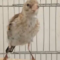 جوجه سره نر