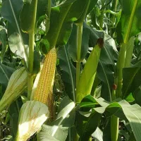 ذرت علوفه ای