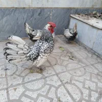 جوجه مینیاتوری|حیوانات مزرعه|کرج, حصارک بالا|دیوار