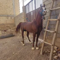 اسب|اسب و تجهیزات اسب‌سواری|شهرکرد, |دیوار