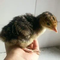 جوجه بوقلمون محلی زیر مرغی