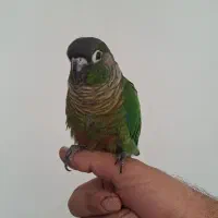 طوطی گرینچیک|پرنده|رفسنجان, |دیوار