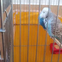 مرغ عشق انگلیسی جفت معاوضه