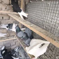 کبوتر
