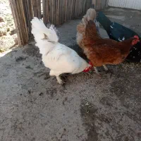 خروس پاپری|حیوانات مزرعه|رشت, بازار|دیوار