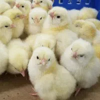 فروش جوجه مرغ گوشتی